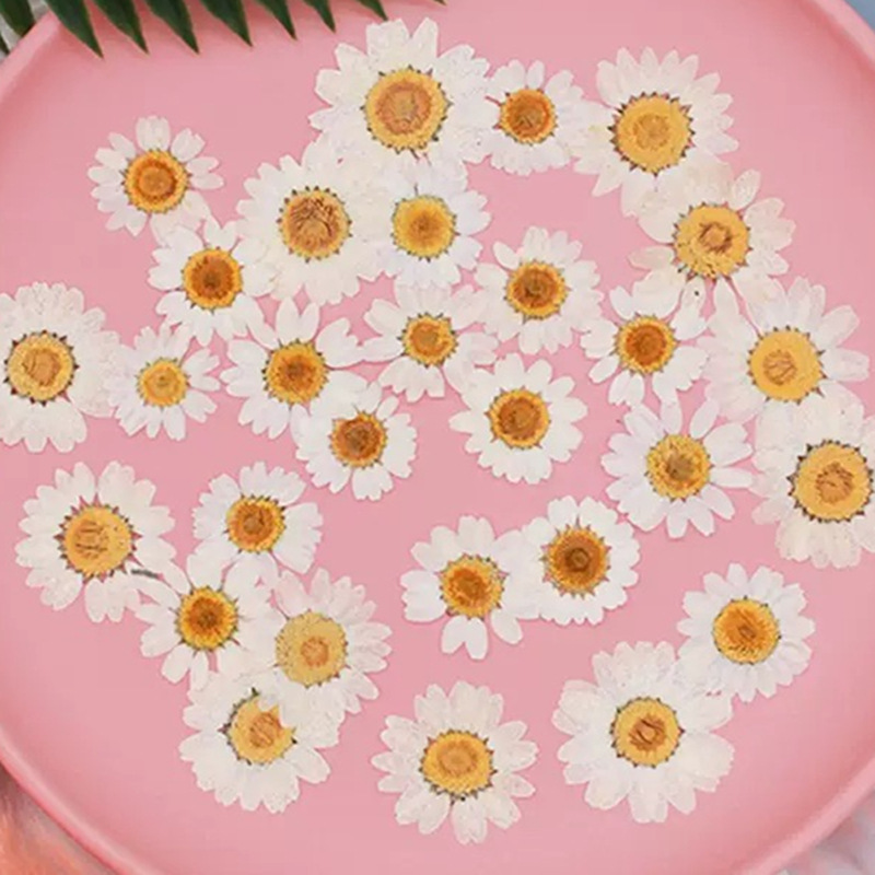 Photo Frame Baby - 100 Stück Natürliche Weiße Kristall-Chrysanthemen, Getrocknete