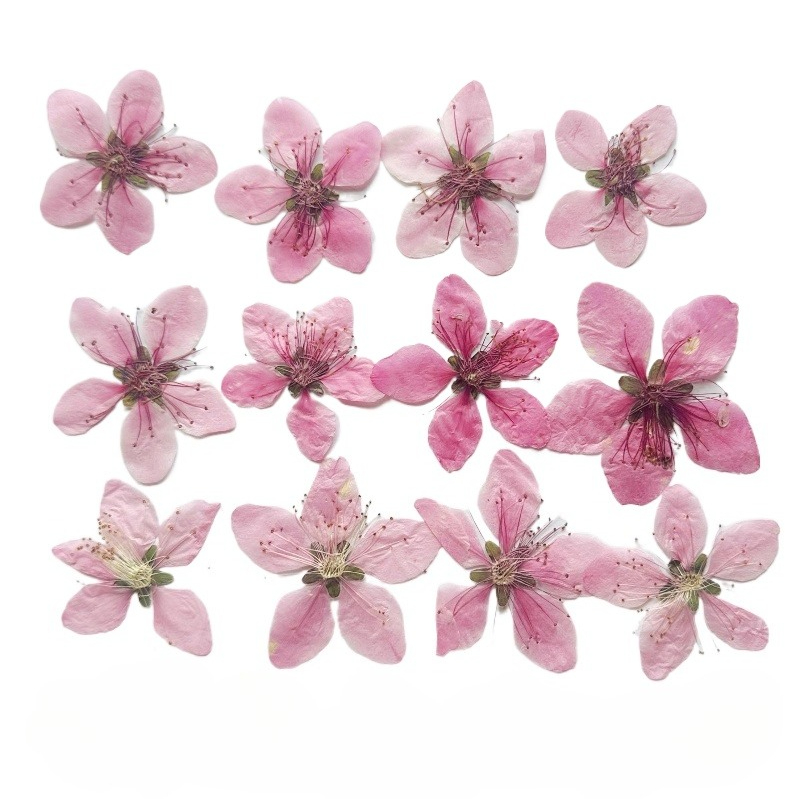 Photo Frame Baby - 12 Stück, natürliche pfirsichblüten-gepresste Trockenblumen für