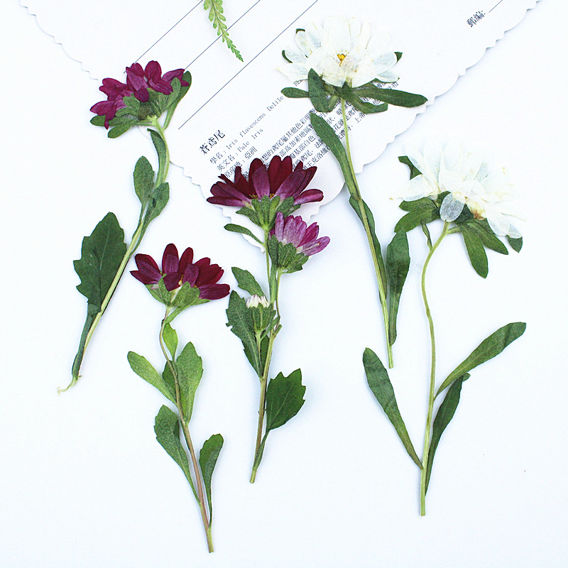 Photo Frame Baby - 24 Stück, Mini-Chrysanthemen, gepresste Trockenblumen für