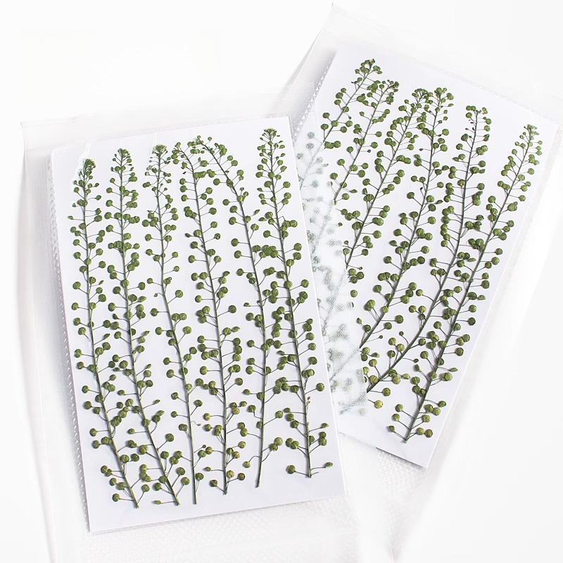 Natürliche Farbe, grüne Glocke – Photo Frame Baby Bewertung und Preis