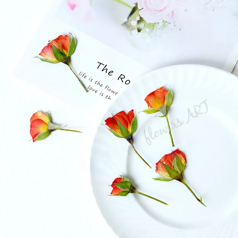 Gepresste Rosenknospen-Blütenb – Photo Frame Baby Bewertung und Preis