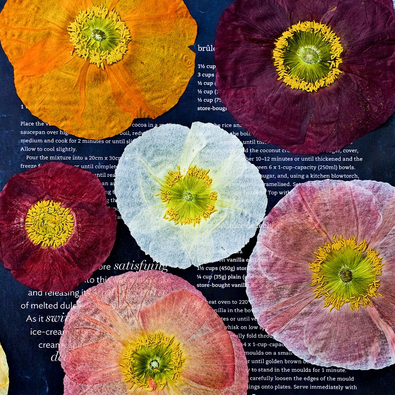 1 Stück, Natur-Mohnblumen Getr – Photo Frame Baby Bewertung und Preis