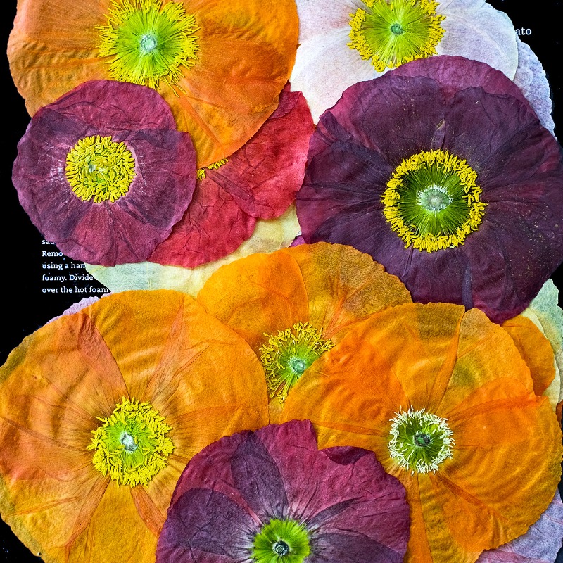 1 Stück, Natur-Mohnblumen Getr – Photo Frame Baby Bewertung und Preis