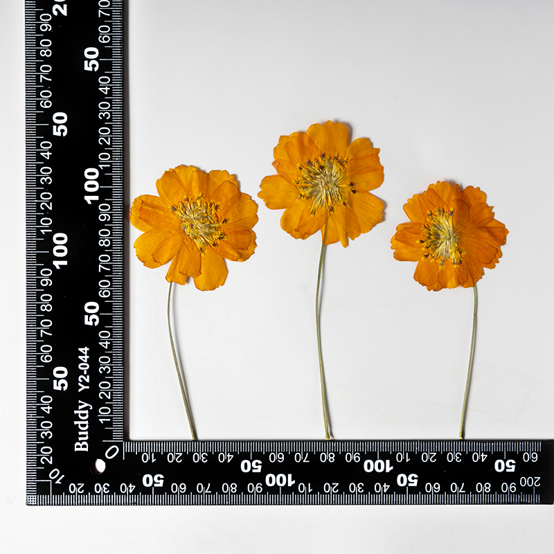 8-10cm/24 Stück, Naturgetrockn – Photo Frame Baby Bewertung und Preis