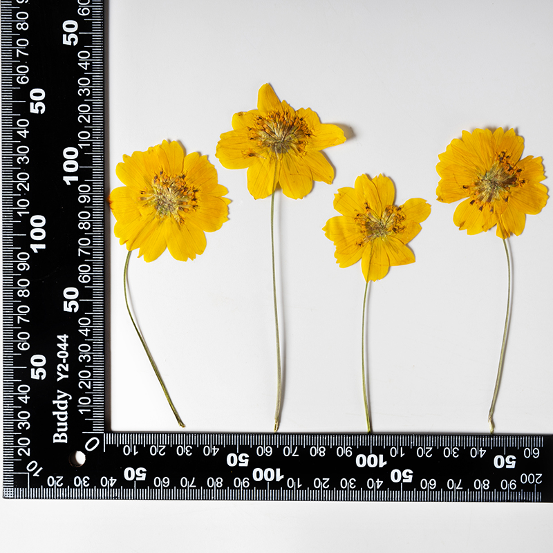 8-10cm/24 Stück, Naturgetrockn – Photo Frame Baby Bewertung und Preis
