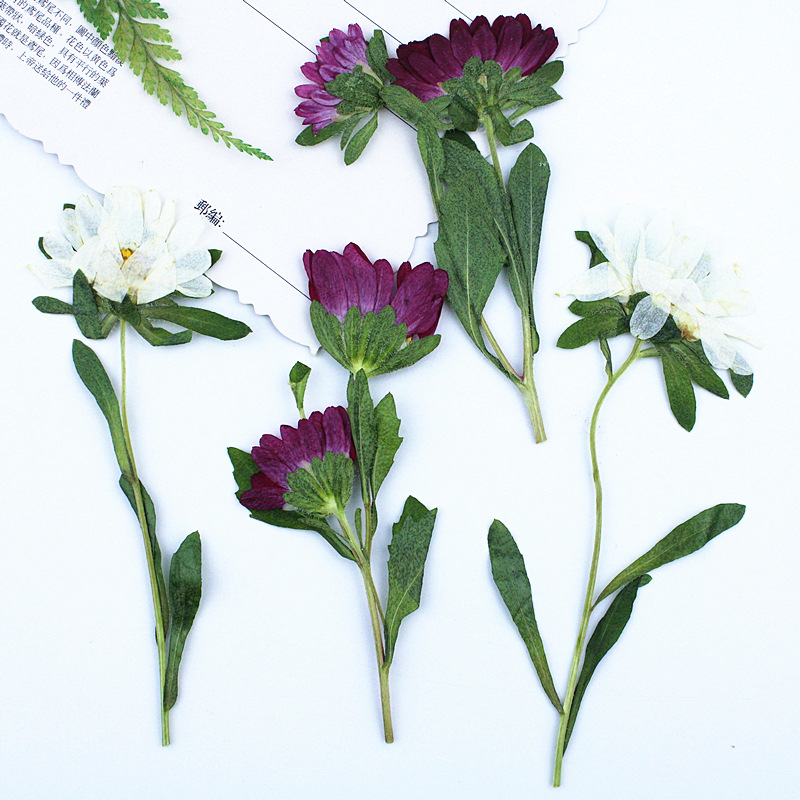 24 Stück, Mini-Chrysanthemen,  – Photo Frame Baby Bewertung und Preis
