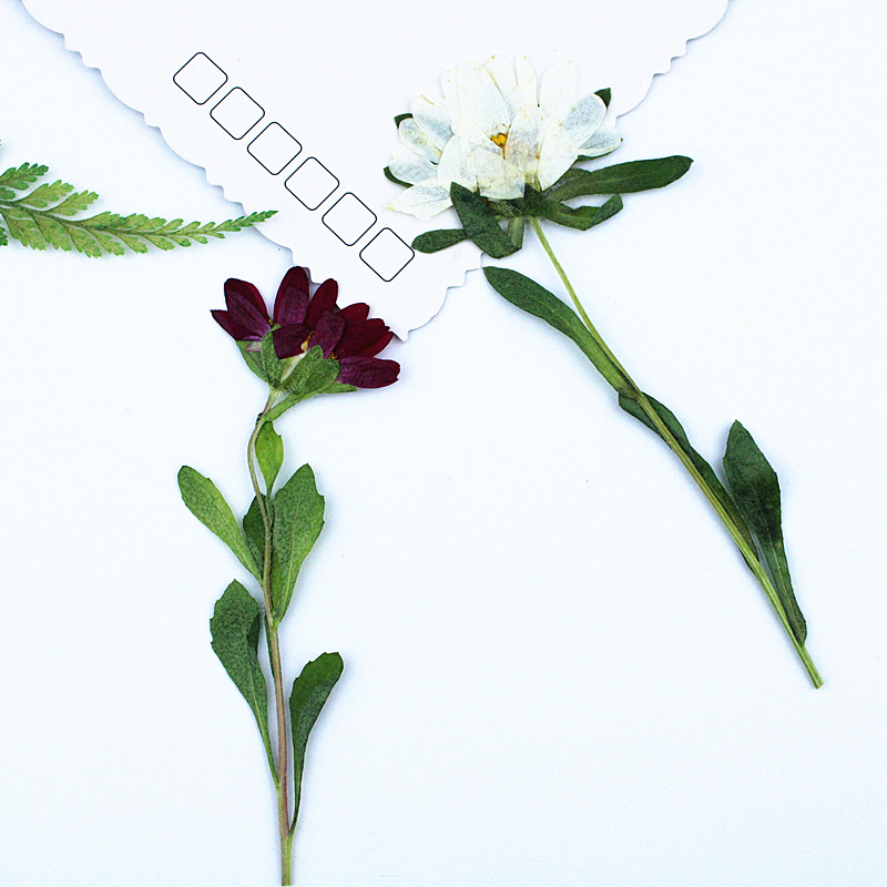 24 Stück, Mini-Chrysanthemen,  – Photo Frame Baby Bewertung und Preis